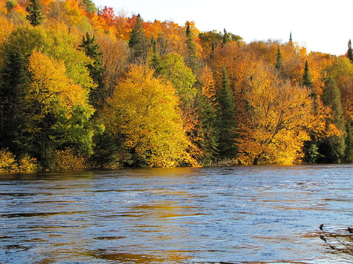 autumn trees fall colors river maple colours quebec rivière evergreens birch deciduous mauricie spruce 2010 batiscan