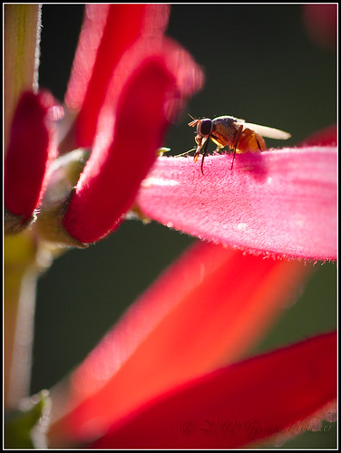 red flower macro green insect virginia fly afternoon bokeh petal lincoln backlit canonef28135is canon40d