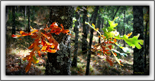 madrid park parque mountains tree nature leaves spain autumncolors oakwood robles lozoya roble robledal bosquederobles valledellozoya oaktre eloyrodríguez