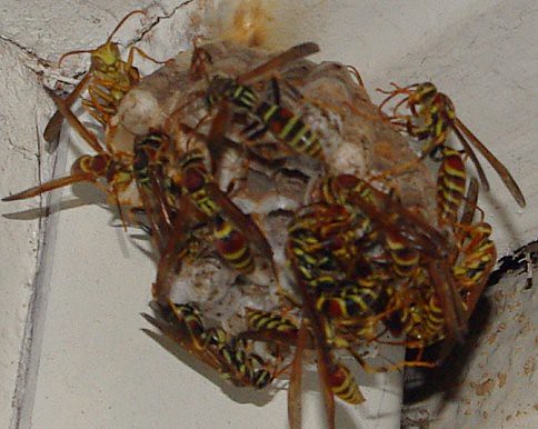 insect wasp nest vanburen arkansas