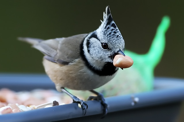 Kuifmees (Crested Tit)