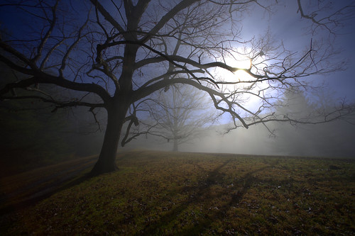 autumn trees mist fog backlight rural landscape nebel scenic northcarolina