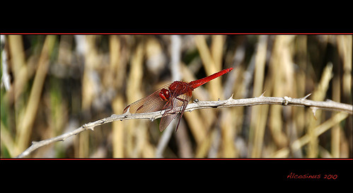 macro nature dragonfly insecte libellule nationalgeographic mywinners karpostal nikond90 alcosinus macroinsectes