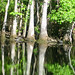 Alligator Canal DSCN3408
