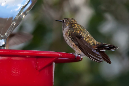 newmexico santafe hummingbird broadtailedhummingbird broadtail