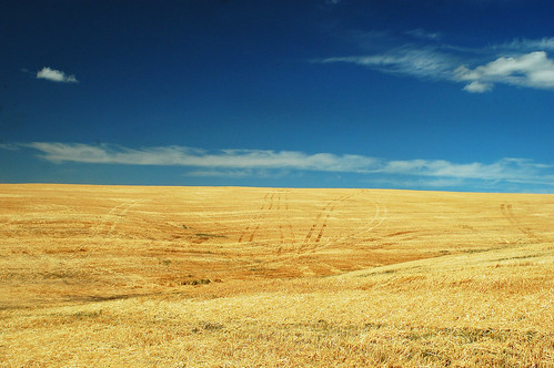 sky wheat harvest polarizer palouse d40 28mmf35h