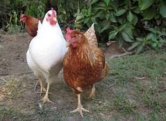 One rhode island white and two red sexlink chickens