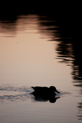 sunset bird water duck sillhouette