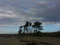 Trees skewed by the sea wind
