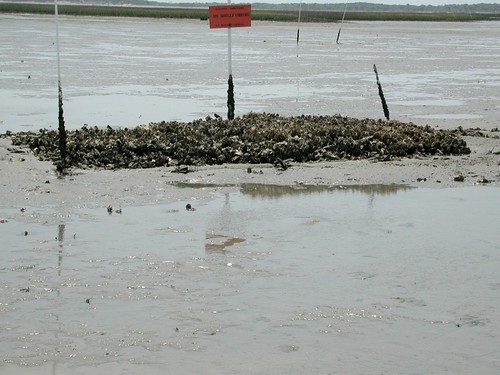 A sand flat oyster reef in 2002