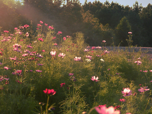 pink flowers sunset summer field wilmington cosmos intothelight