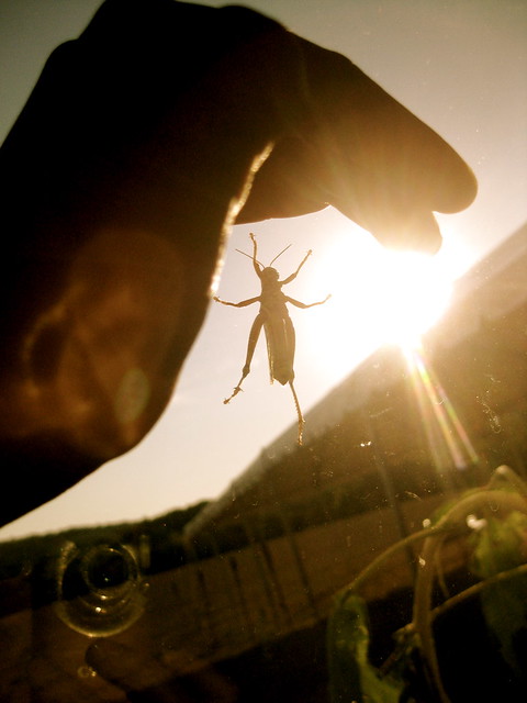 Grasshopper from Flickr via Wylio