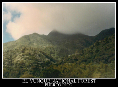 nature outdoors rainforest puertorico caribbean elyunque elyunquenationalforest tropicalmountains