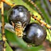 Honey Bee on Saw Palmetto Fruit