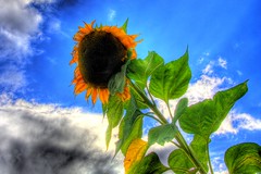 Tournesol / Sunflower
