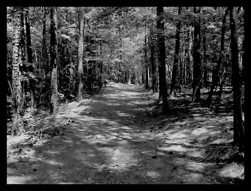 road trees forest georgia blackwhite cartersville