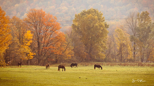 trees horses horse mist fall grass leaves fog d70 169 1870mm grazing