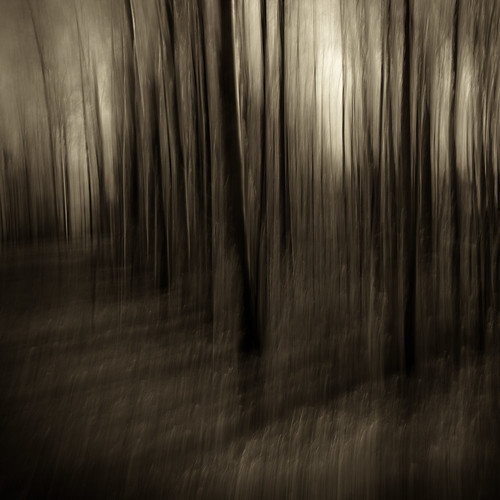 trees blackandwhite abstract forest square landscape michigan icm intentionalcameramovement
