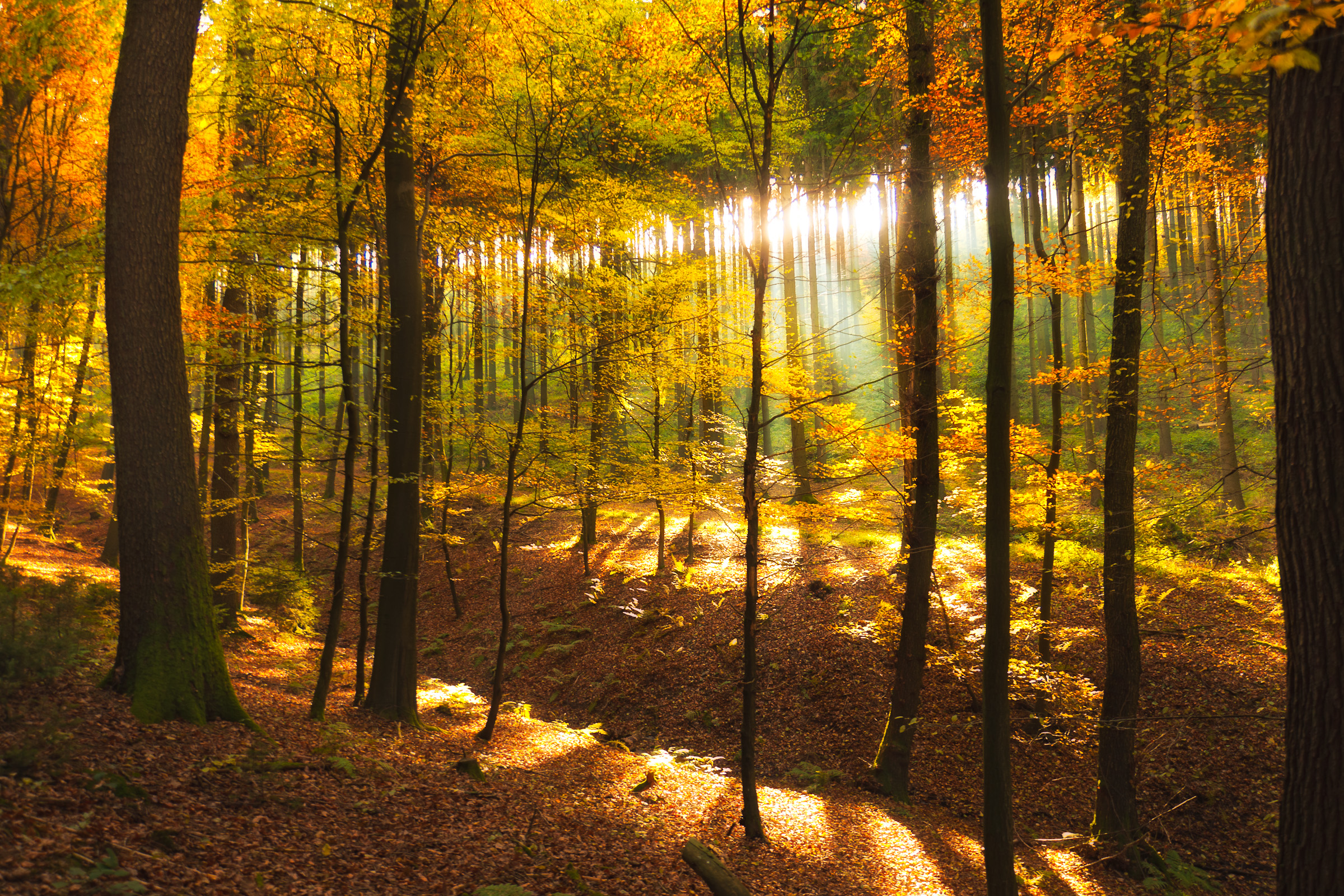 Wald 2 Teiliges Kissenbezugs Set Laub verlässt Herbst