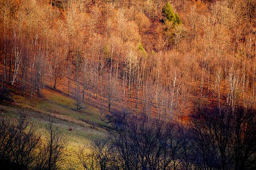 november trees sunset sunlight autumncolor elkcreek schenevus otsegocounty edbrodzinsky