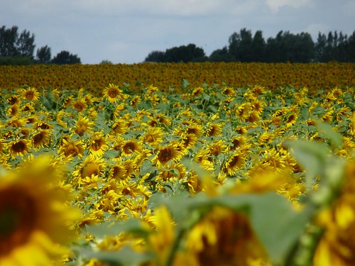france sunflowers tournesol maineetloire lepuynotredame