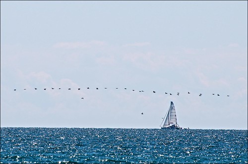 blue water sailboat cormorants lakeontario wicklowbeach