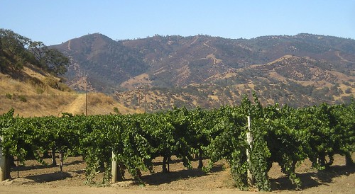 winery vineyards californiawine sanbenitocounty centralcoastwine cienegavalley