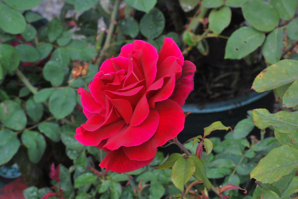 7/10 Mr. Lincoln rose, có hoa màu đỏ sẫm. Mùi hương mạnh mẽ. Số lượng cánh hoa khoảng 35 cánh hoa. Đường kính hoa lớn, form hoa vun cao ở trung tâm, cây siêng hoa.