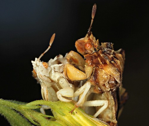 northcarolina mating richmondcounty ambushbug assassinbugs riduviidae