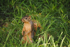 Squirrel_sensing_peanut_01