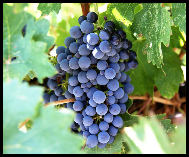 Closeup of grapes on the vine from Flickr via Wylio