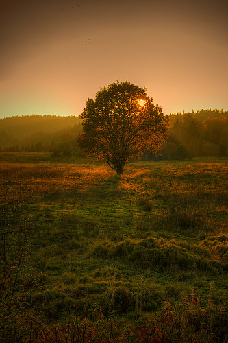 autumn trees sunset tree fall höst träd solnedgång