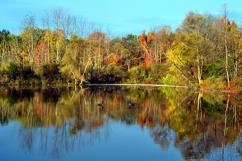 autumn trees lake canada reflection fall water birds geese pond bluesky landsape