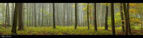 autumn light panorama fall leaves fog