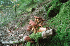 champignons - Photo of Meyrignac-l'Église