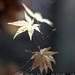 muted yellow   japanese maple leaves