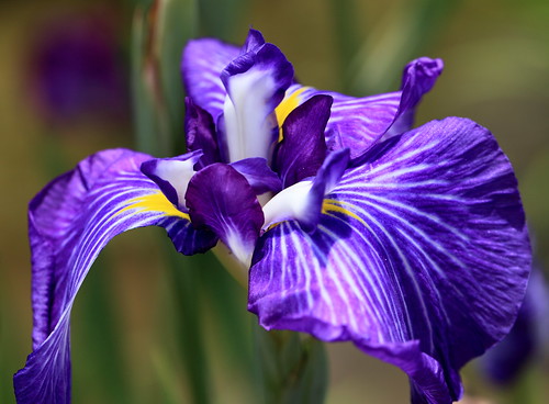 Japanese water iris / Iris ensata var. ensata / 花菖蒲(ハナショウブ)
