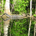 Alligator Canal  DSCN3338
