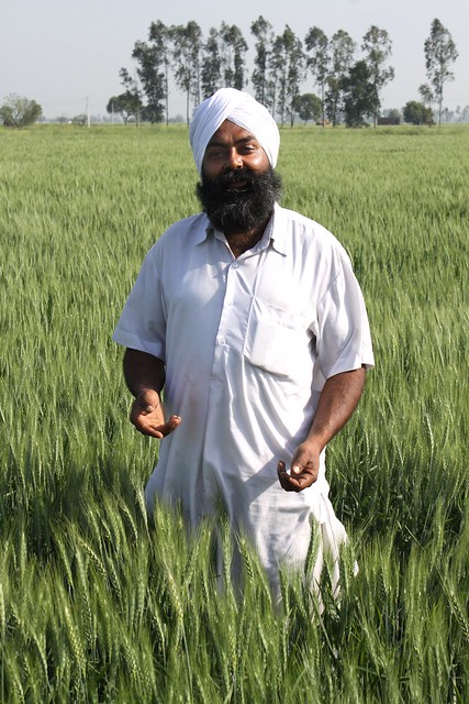 Indian farmer and CSISA partner growing zero-tillage wheat