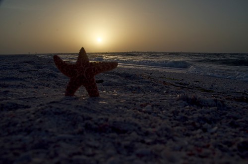 sea beach nature sunrise nikon florida starfish sanibelisland 2010 d5000 nikond5000