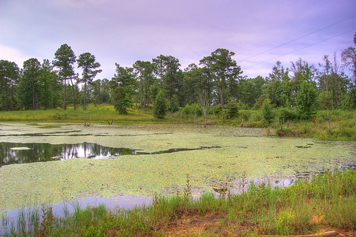trees lake tree mississippi landscape pond south lilly lillies purvis deepsout