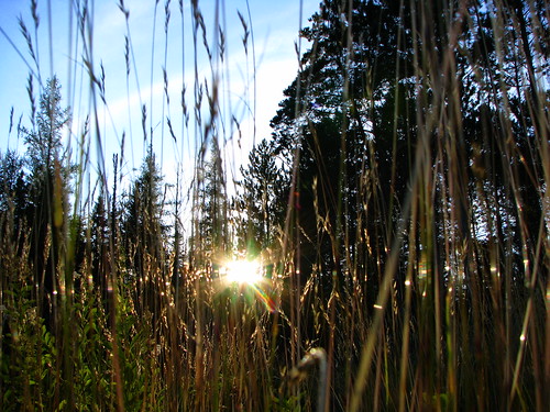 sunset sun ontario canada set evening weeds huntsville muskoka