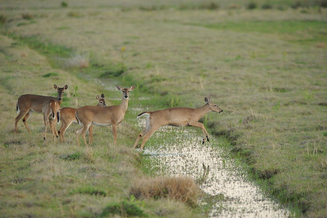 Herd of white-tailed deer | Flickr - Photo Sharing!