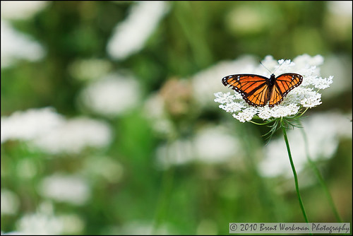 nature butterfly monarch queenanneslace littlecat littlecataraquiconservationarea