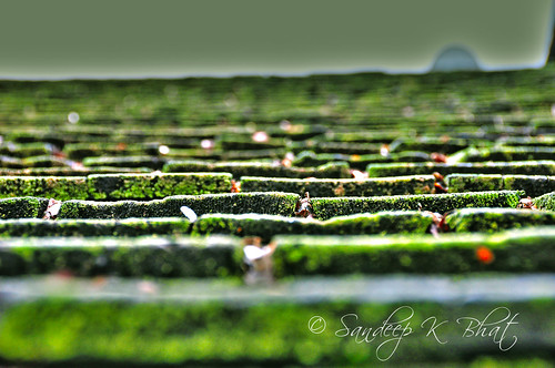 sanfrancisco california roof green moss nikon sfo top fungus algae d90