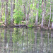 Alligator Canal DSCN3831
