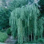 Weeping willow | Flickr - Photo Sharing!