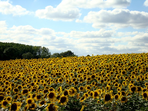 france sunflowers
