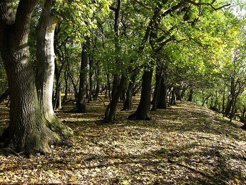 autumn wild tree nature les forest czech herbst wald strom baum podzim lhota české středohoří milešov