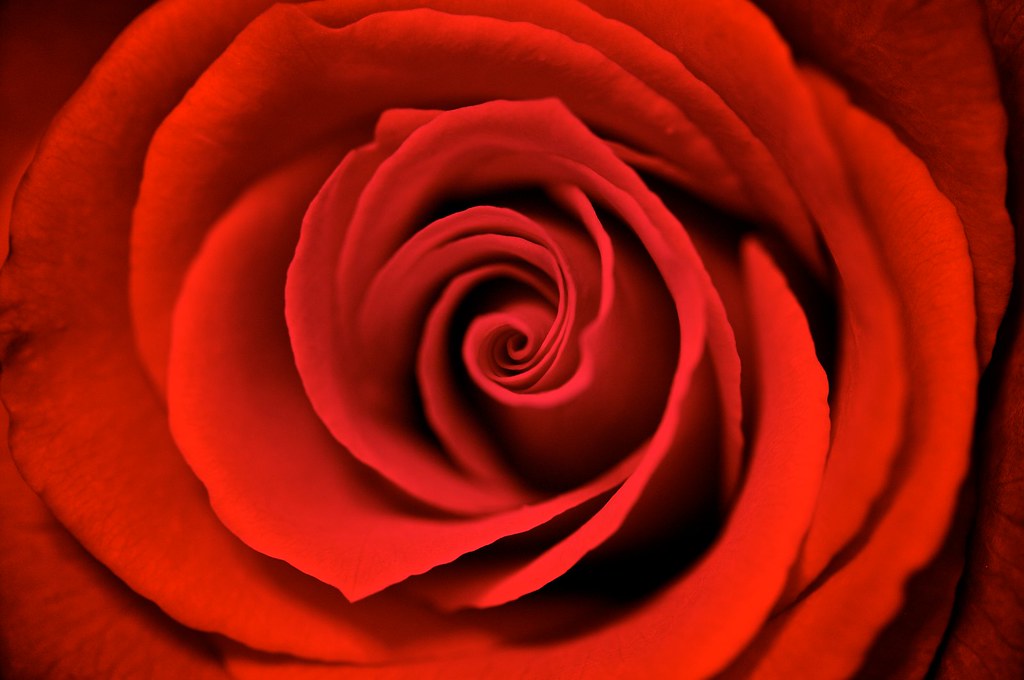 Red Rose by Stuart Richards